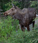 Unsere erste Elchkuh