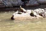 Schildkröten wärmen sich auf