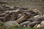 Elephant Seals near San Simeon (Hearst Castle)....