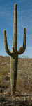 Saguaro