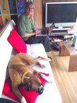 Internetcafe: Hund und Sofa war im Preis mit dabei