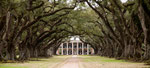 die weltberühmte "Oak Alley" z.B. in "Vom Winde verweht"