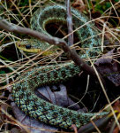 Diese Schlange versperrte den Weg