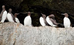 "Common Murre" = flugfähige Pelikane