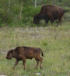 ... auch junge Kälbchen....