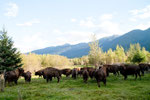 The buffalos of Mark and Irene in McBride