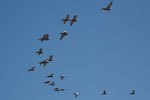 Pelikane in Formation