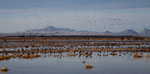 25.000 Kraniche am "Whitewater Draw" in Arizona