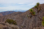 Blick von Joshua Tree auf 3.000er