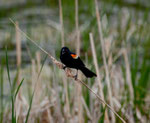 "Red winged black bird"