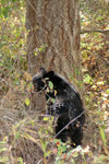 And again a black bear...