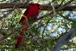 Nothern Cardinal
