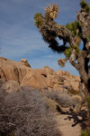 Joshua Tree und bizarre Felsformationen....