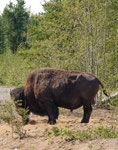 ein "alleinstehender" Bison Bulle
