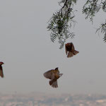 Leider kennen wir den Namen dieser Vögel nicht.....