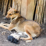 ....auch bei den Hunden gibt es "Überbevölkerung"....