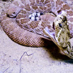.....hat die meisten Rattle Snakes der Welt