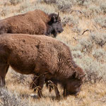 ....man kommt ihnen sehr nahe - aber sicherer Platz ist ratsam.