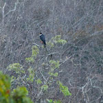 Und ein Falke wartet auf seine Beute - die Papageiensittiche.