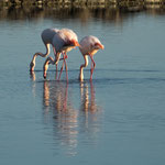 begeistern immer wieder