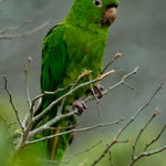 Sie sind schön und vor allem sehr laut.