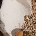 .....hier traut er sich aus seinem "Schutzhäuschen"....