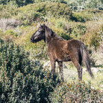 Dieser Junghengst wurde in unserem Beisein von der Herde vertrieben - war den "Pferde-Damen" zu aufdringlich