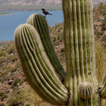 ....und überall riesige Saguaro Kakteen