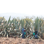 die beiden Jungs ernten an weiteren Agaven