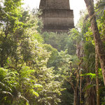....Tikal liegt heute mitten im Dschungel.....