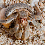 ....und schaut uns ganz groß an.