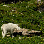 eine "White Mountain Goat"