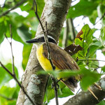 ....mit den Vögeln....