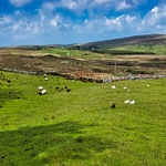 ...überall Schafe und fast überall tief grün...