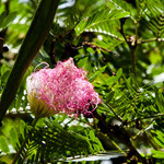 ....und immer wieder entdecken wir für uns neue Blumen....