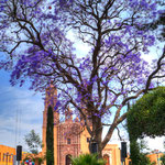 Der Jacaranda blüht im März / April in ganz Mexico