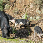 So ein Schweineleben muss für diese munteren Gesellen wie das Paradies sein