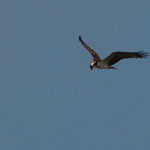 Ein Fischadler - Fische gibt es hier genügend