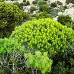 was für ein grelles grün