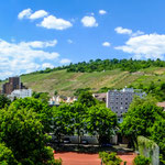 ....Schelztor Turm und Weinberge.....