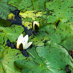 ...auch das ist London...