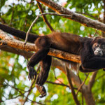 .....ein fauler Brüllaffe vielleicht 30 m hoch in den Ästen.....