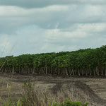 Hier eine Papaya Plantage