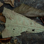 diese Blatt hat gerade den Versteinerungsprozess begonnen