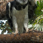 ....ein junger Adler.....