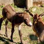 .....und die Esel beherrschen alles......