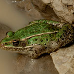 Frösche haben wir in diesem trockenen Land nicht erwartet