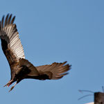 Ein Geier dreht ab.....