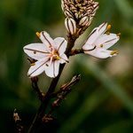 Diese Wildblumen sehen wir zum ersten Mal