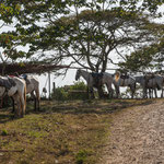 .....der "Schulparkplatz" - heute voll besetzt.....